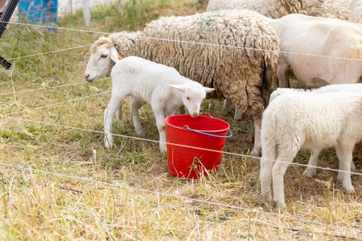 A group of sheep are gathered around a red bucket. One of the sheep is a baby lamb