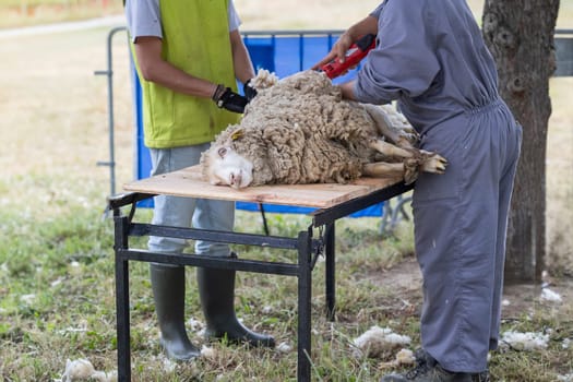A man is shearing a sheep. The sheep is laying on a table. The man is wearing a yellow vest