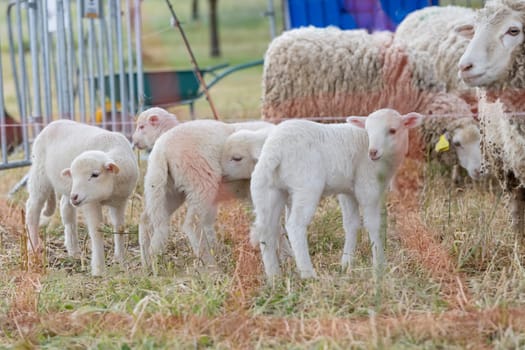 A group of baby sheep are standing in a field. The sheep are all white and are standing close to each other