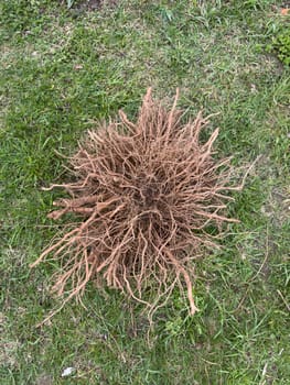 brown branches lie on the grass