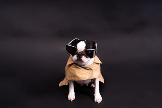 Dog with sunglasses, portrait on dark background. Attentive Boston Terrier