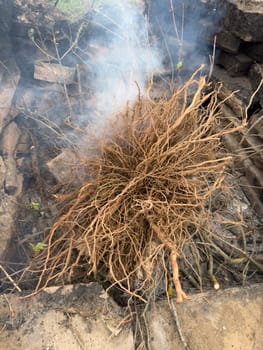 branches of tree roots lie in the fire