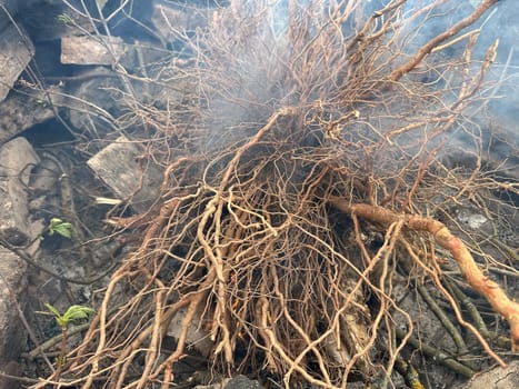 branches of tree roots lie in the fire