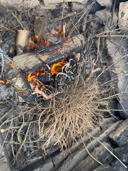 branches of tree roots lie in the fire