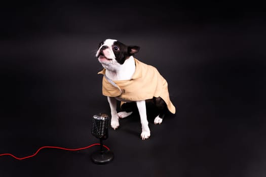 The muzzle of a Boston Terrier dog gives interview into the microphone.
