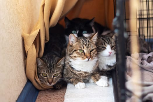 Three Felidae, small to mediumsized cats with whiskers and fur, are sitting in a cage, staring at the camera. One is a domestic shorthaired cat. The cage has a door and is placed next to a tree