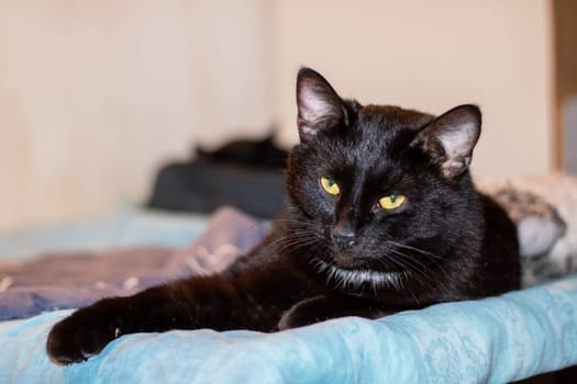 A domestic shorthaired cat with black fur close up, yellow eyes, and a white nose