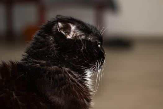 A domestic shorthaired cat with black fur close up, yellow eyes, and a white nose