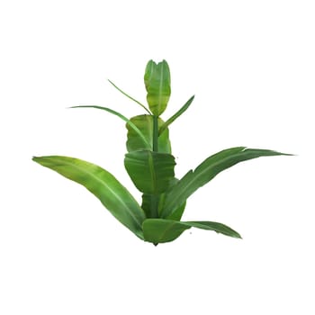 Plant isolated on white background. High quality 3d illustration