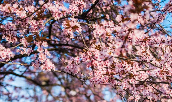 Selective focus of beautiful branches of pink Cherry blossom on the tree under blue sky, Beautiful Sakura flowers during spring season in the park, Nature floral background with copy space. Blooming and blossom.