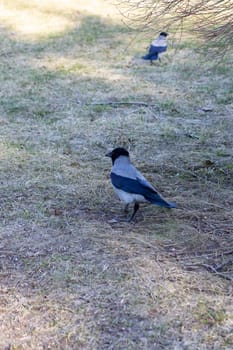 A seabird with a black and white plumage is perched on a twig surrounded by lush green grass and towering trees in a natural landscape