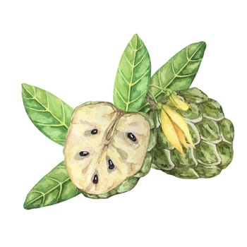 Ripe green whole and half cherimoya exotic fruit with leaves and flowers. Hand drawn watercolor illustration of custard apple, sugar sweet apple for printing, packaging, organic products, scrapbooking