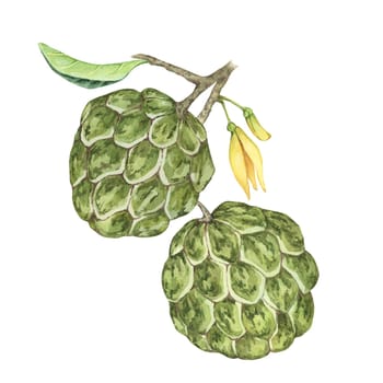 Ripe green whole tropical cherimoya exotic fruit with leaves and flowers. Hand drawn watercolor illustration of custard apple, sugar sweet apple for printing, packaging, sticker products, scrapbooking