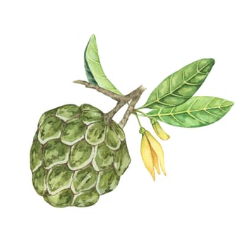 Ripe green whole tropical cherimoya exotic fruit with leaves and flowers. Hand drawn watercolor illustration of custard apple, sugar sweet apple for printing, packaging, sticker products, scrapbooking