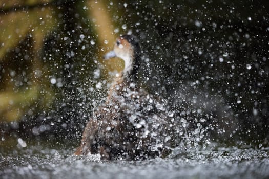 A duck bathes in a pond splashing water. Focus on drops.