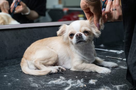 Woman cutting cute shorthair chihuahua dog in grooming salon