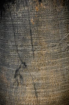 texture and detail of palm tree bark in a park. 1