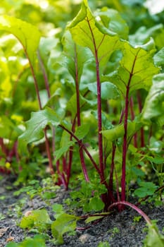 Beetroot vegetable plants in green garden bed close up. Concept of healthy homegrown organic cultivation farming