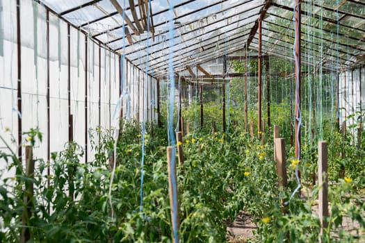 Glass Hothouse with green bush of raw grown tomatoes farming. Cherry tomatoes ripening on hanging stalk in greenhouse. Eco friendly vegan food produce