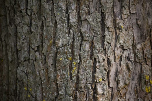 Close up view of the bark on a tree trunk fills the frame, with natural light illuminating its texture and details