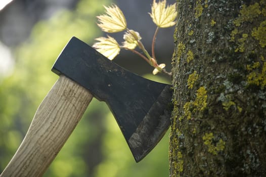 Hatchet or ax stuck in a tree stump against of blured forest background. Deforestation, forest clearance or firewood preparation for winter