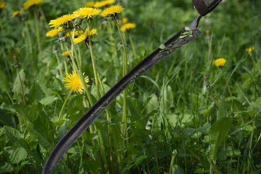 Rustic scythe lying in long wet green grass in a field in a close up on the blade