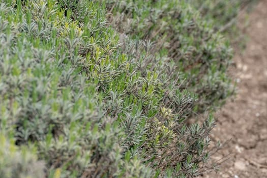 Lavender bushes in the spring before the baby season. The plants are green and growing in the field
