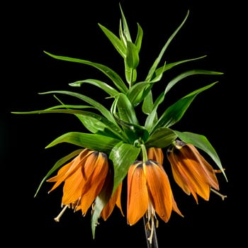 Beautiful Crown imperial flower blossom isolated on a black background. Flower head close-up.