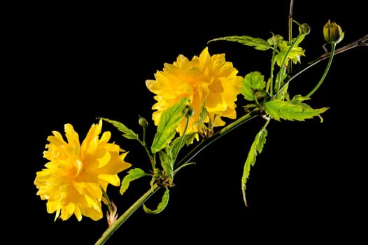 Beautiful yellow kerria, Japanese rose Pleniflora flower isolated on a black background. Flower head close-up.