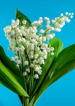 Beautiful blooming white Lily of the valley flower isolated on a blue background. Flower head close-up.