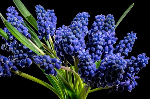 Beautiful blooming grape hyacinth Muscari Alida flower isolated on a black background. Flower head close-up.