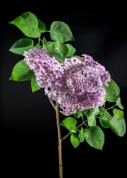 Beautiful blooming Pink flowers of Syringa vulgaris (Common lilac) isolated on a black background. Flower head close-up.