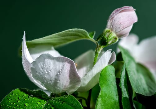 Beautiful white Quince tree flower blossom on a green background. Flower head close-up.