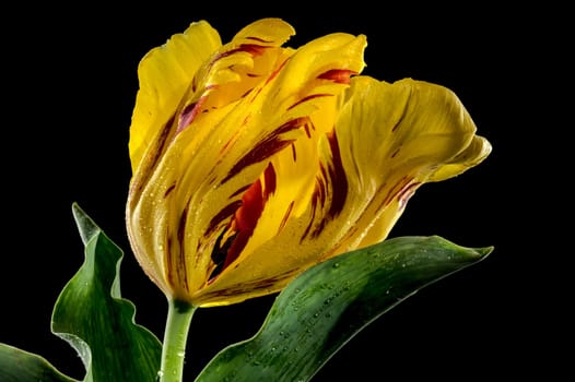 Beautiful yellow Tulip La Courtine Parrot flower isolated on a black background. Flower head close-up.