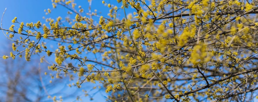 Spring branches of a tree with the first flowers in the forest. Beauty in nature, awakening. Copy space and empty space for advertising background.