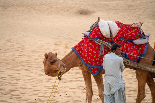 Jaisalmer, Rajasthan, India - 25th Dec 2023: man in traditional kurta pyjama dress standing with camel wearing brightly colored clothes in the middle of sand dunes