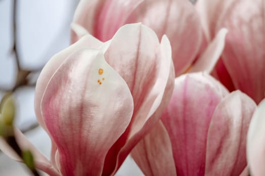 Magnolia Sulanjana flowers with petals in the spring season. the beautiful pink magnolia flowers in spring, selective focusing.