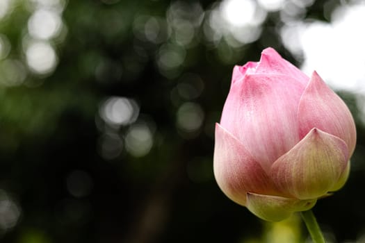 Close-up of lotus bud growing outdoors. Lotus pod against blurred background.