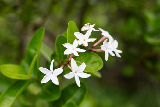 Karanda flower or Carissa carandas. Close up Little white flower in the garden