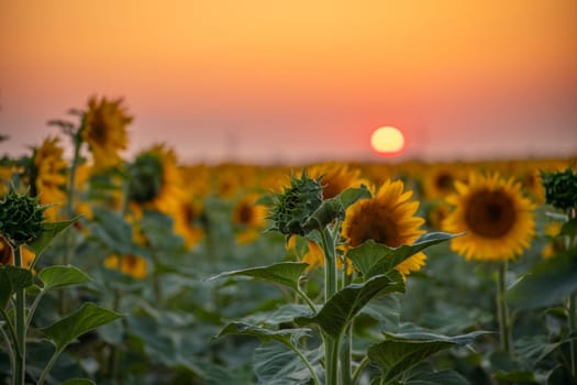 Field sunflowers in the warm light of the setting sun. Summer time. Concept agriculture oil production growing