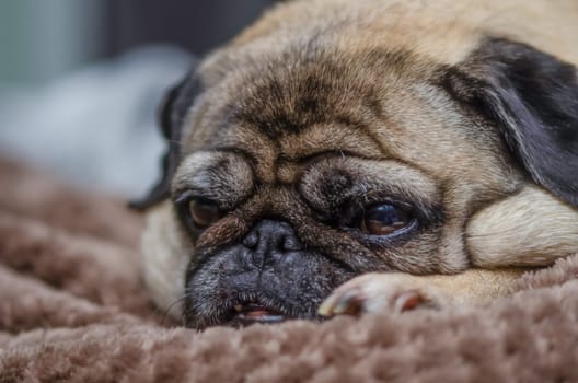 old pug resting on the sofa in the apartment