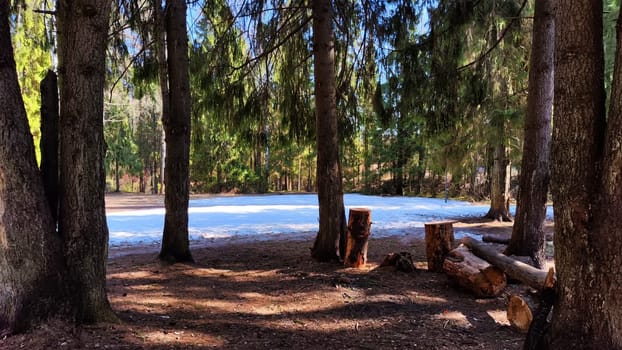 Early Spring Thaw in a Lush Pine Forest With Melting Snowdrifts. Sunlight filters through tall pines as snow melts in the woods