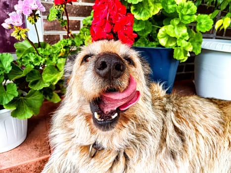 Alert Mixed-Breed Dog Sitting on Patio Surrounded by Potted Plants. A brindle-coated dog with ears perked up, sitting among colorful flowers