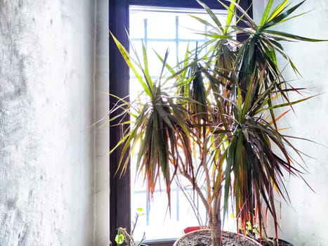 Large green dracaena on the windowsill near old wall. Flowers in the interior