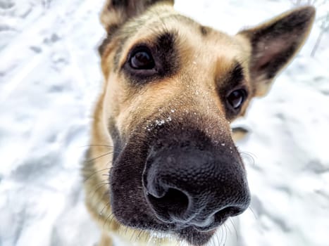 Dog German Shepherd in winter day, white snow and tree around. Waiting eastern European dog veo in park or forest