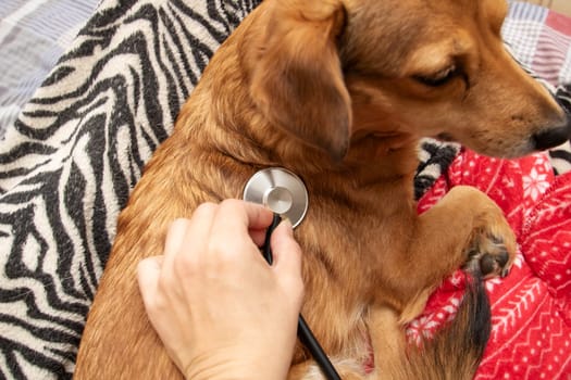 A person is using a stethoscope to listen to the heartbeat of a Fawncolored dog with whiskers, a working animal that is a companion dog of the Carnivore breed, wearing a collar
