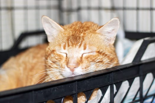 A Felidae, small to mediumsized carnivore cat with fawn fur is peacefully laying in a black basket with its eyes closed by the window, showcasing its whiskers and snout