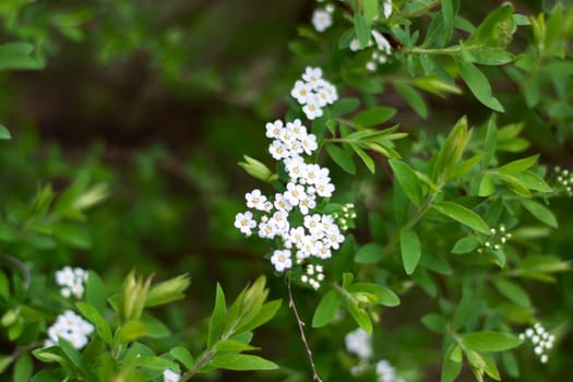 A flowering plant with white petals and green leaves, this bush serves as a groundcover. It is a terrestrial plant that is also classified as a subshrub