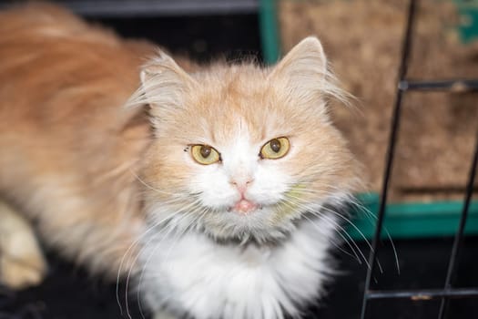 A domestic shorthaired cat with fluffy orange and white fur and whiskers is gazing curiously at the camera, showcasing typical traits of small to mediumsized cats in the Felidae family