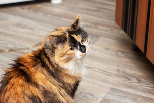 A Felidae carnivore, the mediumsized calico cat with whiskers sits on a wooden floor, gazing up by the window in a graceful pose